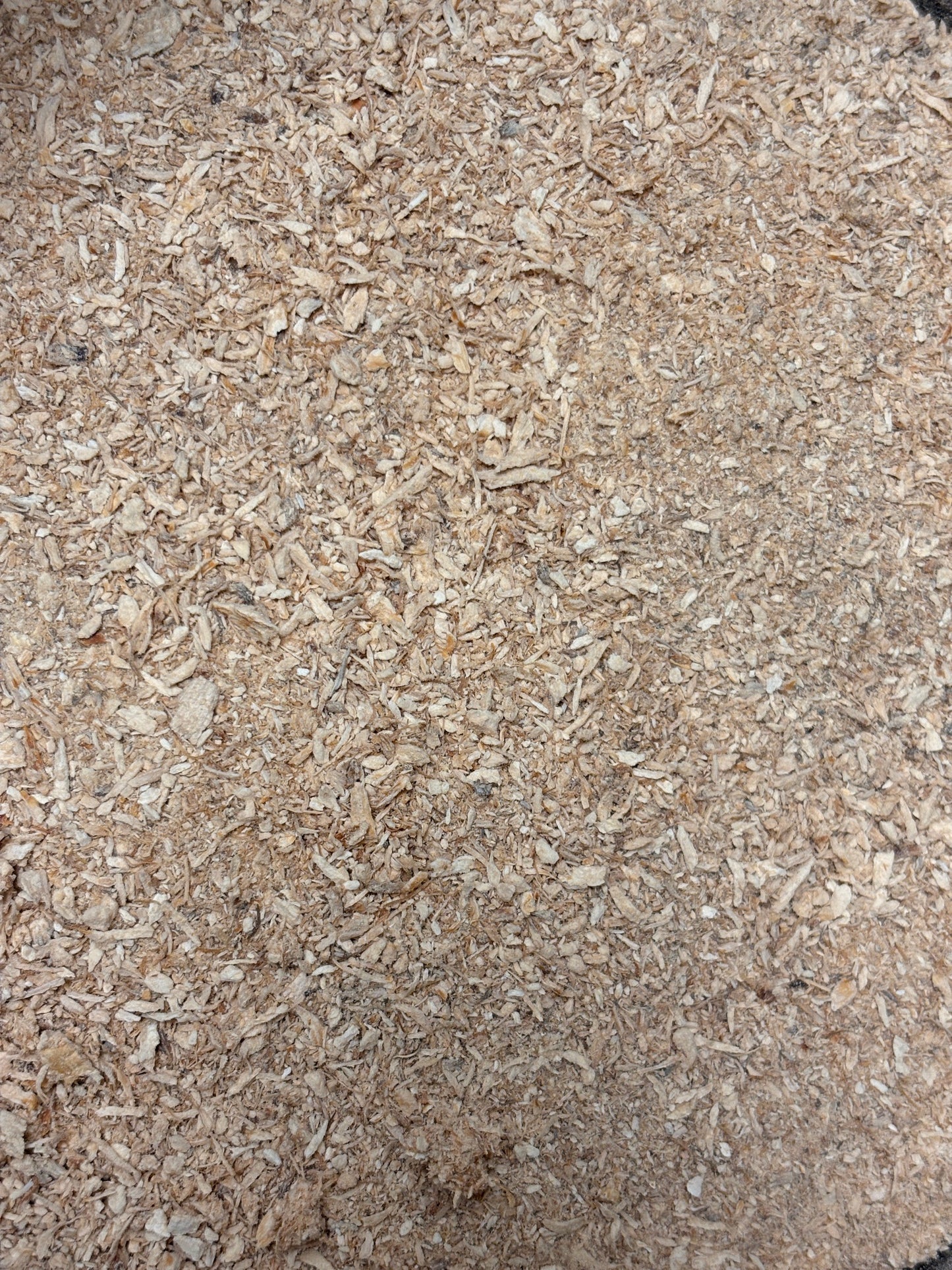 Igelstachelbart – feines Pilzpulver (80 g)