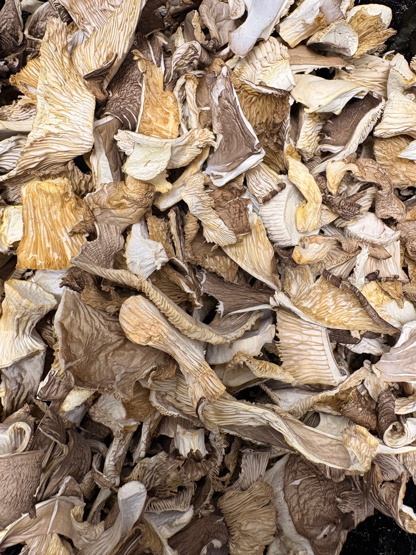 Lungenseitling – geschnittene Pilze (30 g)
